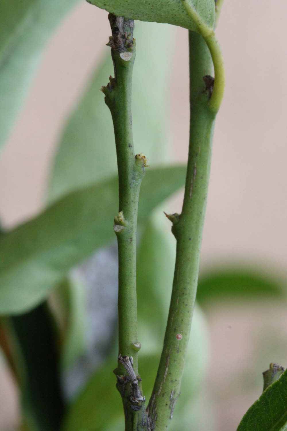              First year twig (SRA 92, Riverside, CA)       